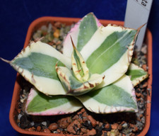 Rare variegated agave for sale  MILTON KEYNES