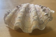 Fluted giant clam for sale  Littleton