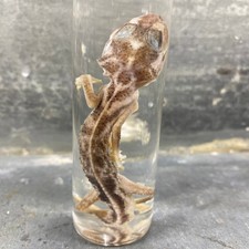 Spécimen humide gecko d'occasion  Marseille II