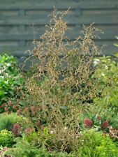 Haselnuss twister corylus gebraucht kaufen  Westerstede