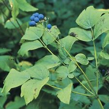 Fresh wild blue for sale  Grundy