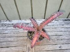 Cryptanthus fosterianus lisa for sale  Homestead