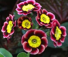 Primula auricula alpine for sale  GRIMSBY