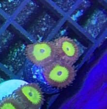 blue zoa for sale blue zoa for sale CREWE