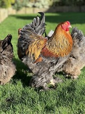 Large fowl brahma for sale  ALTRINCHAM