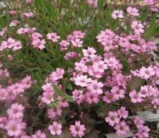 Gypsophila repens filou for sale  Shipping to Ireland