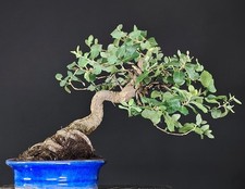 Bonsai sughera quercia usato  Cison di Valmarino