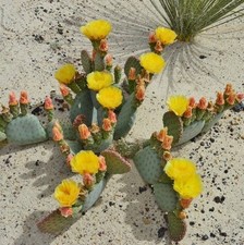 Beavertail cactus kanab for sale  Redmond