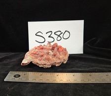 Lions paw shell for sale  Warner Robins