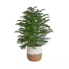 Norfolk island pine for sale  Elizabeth