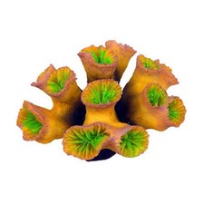 euphyllia usato euphyllia usato Terlizzi