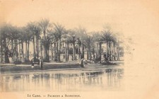 Egypt palm trees d'occasion  France