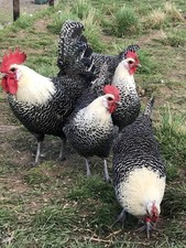 Campine silver eggs for sale  SPALDING