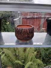 Bonsai cactus succulent for sale  BRISTOL