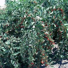 T179g goji berry for sale  Bakersfield