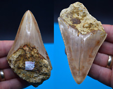 Sale..best value megalodon for sale  UK