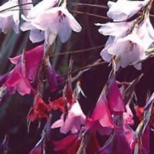Dierama species mixed for sale  DARLINGTON