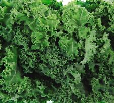 Dwarf siberian kale for sale  Minneapolis