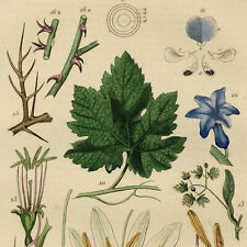 Botanique physiologie végéta d'occasion  France