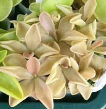 Pinguicula pirouette for sale  CARDIFF