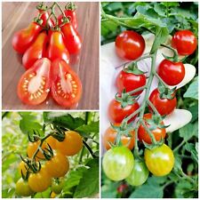 Tomatensamen set sorten gebraucht kaufen  Ennepetal