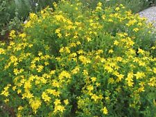 John wort herb for sale  UK