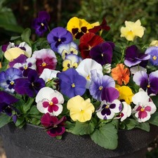 Pansy autumn glow for sale  TAMWORTH