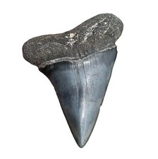 Mako shark tooth for sale  Hollywood