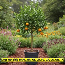Nules clementine tree for sale  Fort Mill