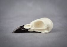 Replica magpie skull for sale  Castle Rock
