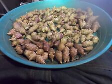 Jerusalem artichoke grab for sale  Sedro Woolley