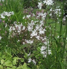 100 white ragged for sale  UK