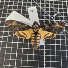 Acherontia atropos death for sale  BARRY