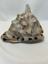 Conch shell cassis for sale  Mankato