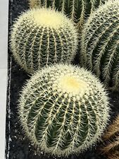Large cactus plants for sale  TOTNES