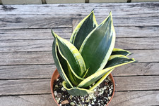 Sansevieria hahnii jade for sale  Homestead