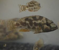 Livingstoni cichlid nimbochrom for sale  Fellsmere