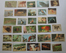 Figurine dell album usato  Montevarchi