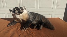 Brand new fluffy for sale  Black Diamond