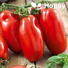 Tomato scatolone seeds for sale  DONCASTER