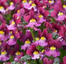 Nemesia boysenberry plug for sale  LONDON