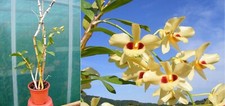 Dendrobium gatton sunray d'occasion  Fumel