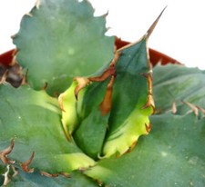 Agave titanota buccia usato  Napoli