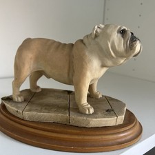 english bulldog for sale english bulldog for sale KIDDERMINSTER