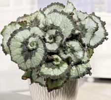 begonia plant for sale  Summerville