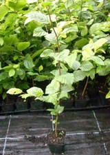 Weißbuche hainbuche hecken gebraucht kaufen  Badersleben