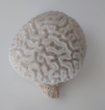 brain coral for sale brain coral for sale LONDON