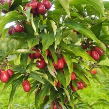 Cornus mas kazanlak d'occasion Cornus mas kazanlak d'occasion  Pouzauges