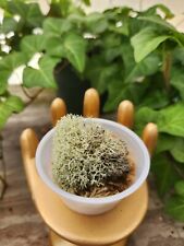 Deer moss terrariums for sale  Callahan
