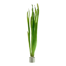 Vallisneria americana natans gebraucht kaufen  Püttlingen